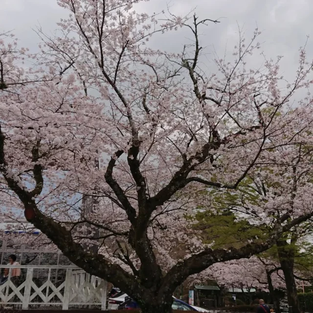 お花見とイチゴ狩りへ行って来ました🥰🍓
桜はちょうど満開でした😆🌸
イチゴは大きくてとても甘く皆さま大満足でした🥰
#春
#シニアスマイルプロジェクト
#いきいきサークル
#長泉町
#特別養護老人ホーム
#イチゴ狩り
#お花見
#桜
#さつき園